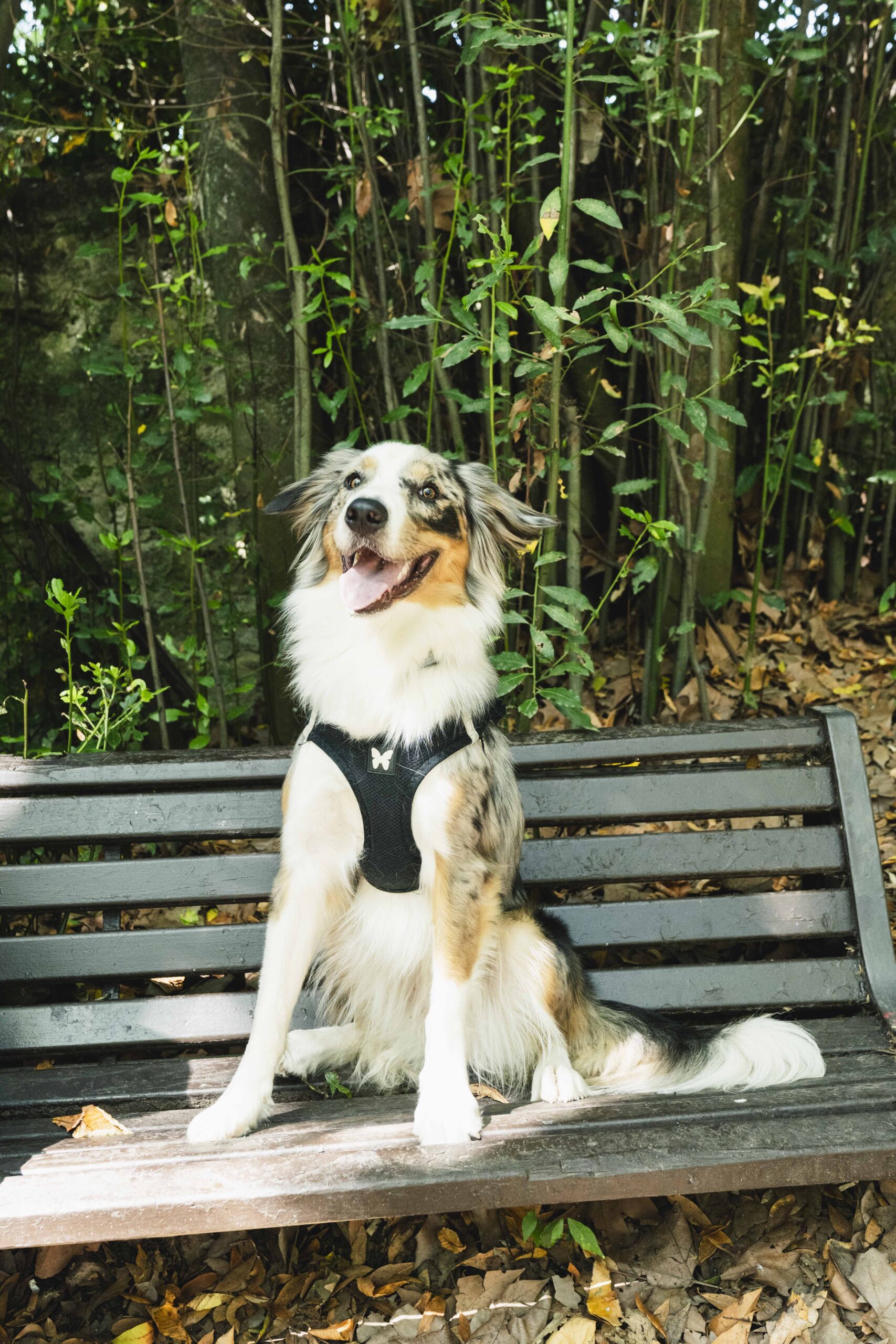 Sport santé à Montpellier